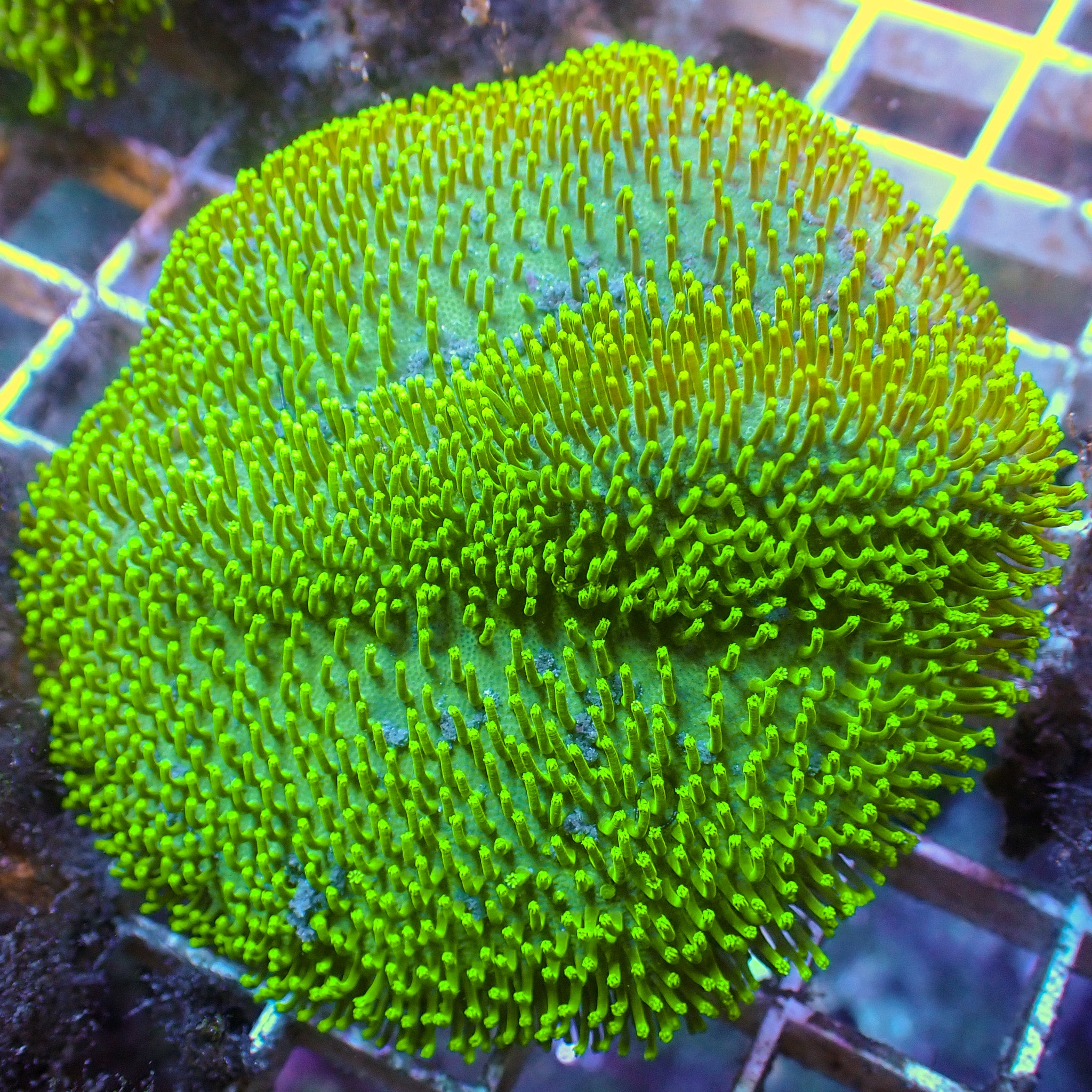かほかほれがこ様　 Micro Hydro Neon Green WYSIWYG Neon Green Polyp Toadstool Leather (3-4