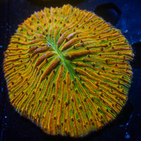 WYSIWYG Fantasia Rainbow Fungia Plate Coral (3-4") - Corals Anonymous
