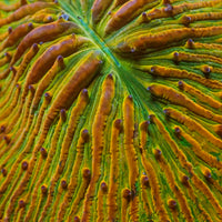 WYSIWYG Fantasia Rainbow Fungia Plate Coral (3-4") - Corals Anonymous