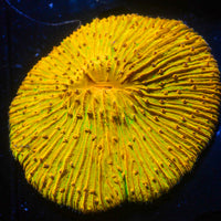 WYSIWYG Ultra Gold Rainbow Fungia Plate Coral (3-4”) - Corals Anonymous