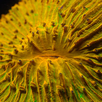 WYSIWYG Ultra Gold Rainbow Fungia Plate Coral (3-4”) - Corals Anonymous