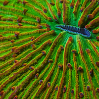 WYSIWYG Fantasia Rainbow Fungia Plate Coral (3-4") - Corals Anonymous