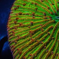 WYSIWYG Fantasia Rainbow Fungia Plate Coral (3-4") - Corals Anonymous