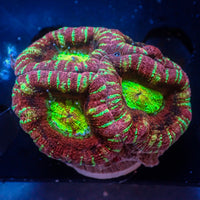 WYSIWYG Ultra Rainbow Carnival Cotton Candy Acan Colony (5+ Polyps) - Corals Anonymous