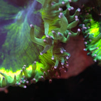 WYSIWYG Ultra Neon Rim Pink Tip Elegance Colony (4-5") - Corals Anonymous