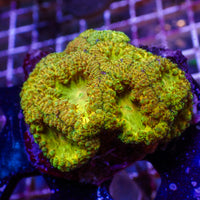Holy Grail Blastomussa (1 Polyp) - Corals Anonymous