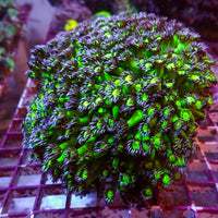 Purple Green Goniopora (0.5-1” Frag) - Corals Anonymous