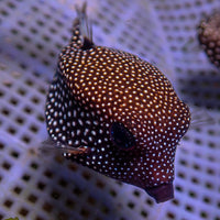 White-Spotted Boxfish (Female, 1-3") - Corals Anonymous