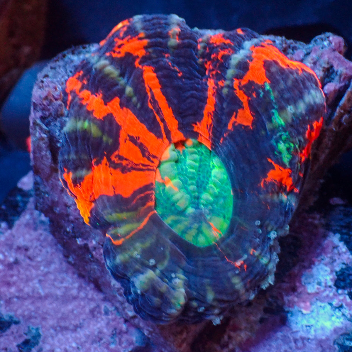 WYSIWYG Aussie Rainbow Warpaint Scolymia (Aquacultured) | Corals Anonymous