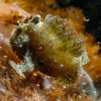 Freckled Anglerfish (1-2")