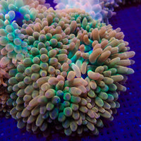 Ultra Rainbow Candy Crush Bubble Tip Anemone