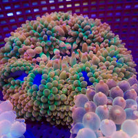 Ultra Rainbow Candy Crush Bubble Tip Anemone
