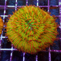 WYSIWYG Fantasia Rainbow Fungia Plate Coral (3-4")