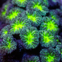 Nuclear Wave Blastomussa Merletti (⚫Black Friday Steal!) - Corals Anonymous