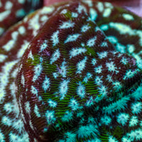 Frankenstein Leptoseris (0.5-1”) - Corals Anonymous