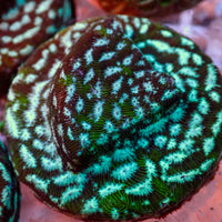 Frankenstein Leptoseris (0.5-1”) - Corals Anonymous