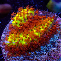 Buring Banana Stylocoeniella (.5-1” Frag)