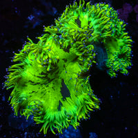 WYSIWYG Blue Tip Elegance Colony (3-4")