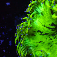 WYSIWYG Blue Tip Elegance Colony (3-4")