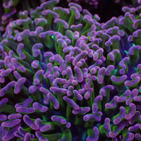 WYSIWYG Purple Tip Wall Hammer (3-4")