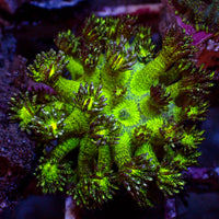 WYSIWYG Glitter Bomb Goniopora (0.5-1") - Corals Anonymous