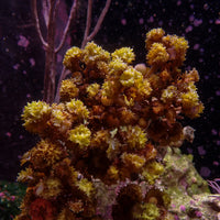 Venus Berry Macroalgae (Rare) - Corals Anonymous