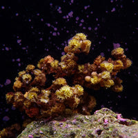 Venus Berry Macroalgae (Rare) - Corals Anonymous