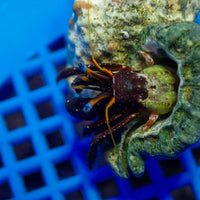 Blue Leg Reef Hermit Crab (Pack of 10) - Corals Anonymous