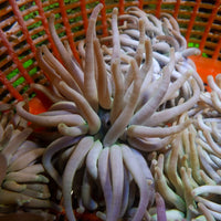 White Condy Anemone - Corals Anonymous