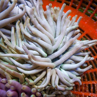White Condy Anemone - Corals Anonymous