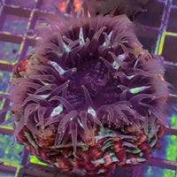 WYSIWYG Ultra Rainbow Cali Shatter Cynarina (3-4") - Corals Anonymous