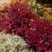 Tidefire Macroalgae (Rare)
