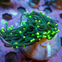 WYSIWYG Indo Neon Green Tip Green Torch