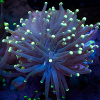 Neon Tip Purple Torch