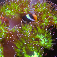 WYSIWYG Behemoth Pink Tip Elegance Colony (10-12")