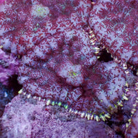 Purple Snowflake Rhodactis Mushroom - Corals Anonymous