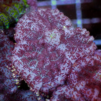 Purple Snowflake Rhodactis Mushroom - Corals Anonymous