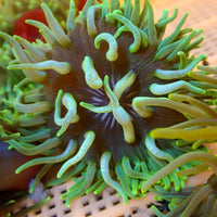 Electric Shock Long Tentacle Anemone