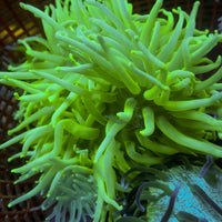 Green Long Tentacle Anemone - Corals Anonymous