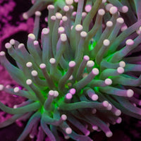 Pink Tip Green Torch