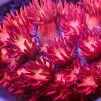WYSIWYG Blue Tip Pink Passion Goniopora (0.5-1" Frag)