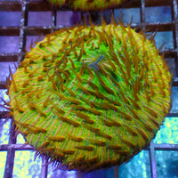 WYSIWYG Fantasia Rainbow Fungia Plate Coral (3-4")