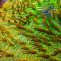 WYSIWYG Fantasia Rainbow Fungia Plate Coral (3-4")