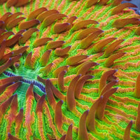 WYSIWYG Fantasia Rainbow Fungia Plate Coral (3-4")