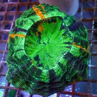 WYSIWYG Rainbow Emerald Glow Acanthophyllia