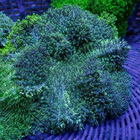 Teal Hemprichii Carpet Anemone - Corals Anonymous