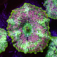 Spotted Nebula Discosoma Mushroom