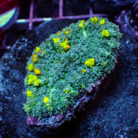 Starry Night Bounce Rhodactis Mushroom