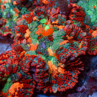 Miami Sunset Rhodactis Mushroom