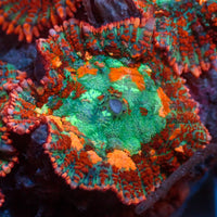 Miami Sunset Rhodactis Mushroom